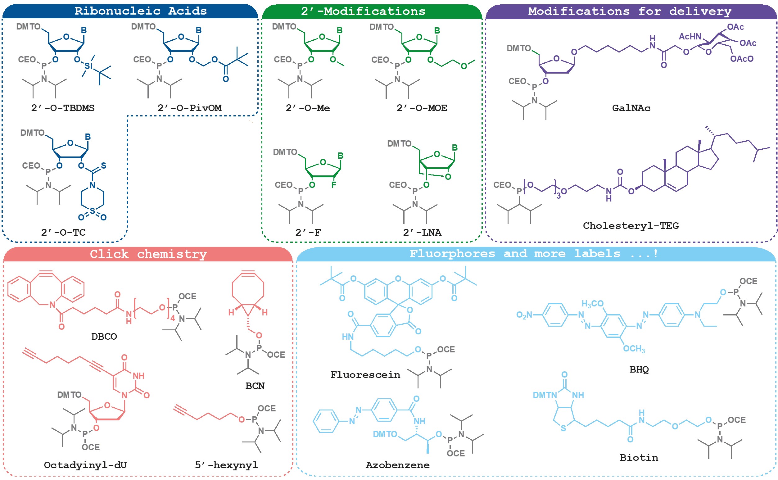 オリゴ合成の修飾例：①Ribonucleic Acids (2'-O-TBDMS, 2'-O-PivOM, 2'-O-TC)
②2'-Modifications (2'-O-Me, 2'-O-MOE, 2'-F, 2'-LNA)
③Modifications for delivery (GalNAc, Cholesteryl-TEG)
④Click chemistry (DBCO, BCN, Octadyinyl-dU, 5'-hexynyl)
⑤Fluorphores and more labels (Fluorescein, Azobenzene, BHQ, Biotin)