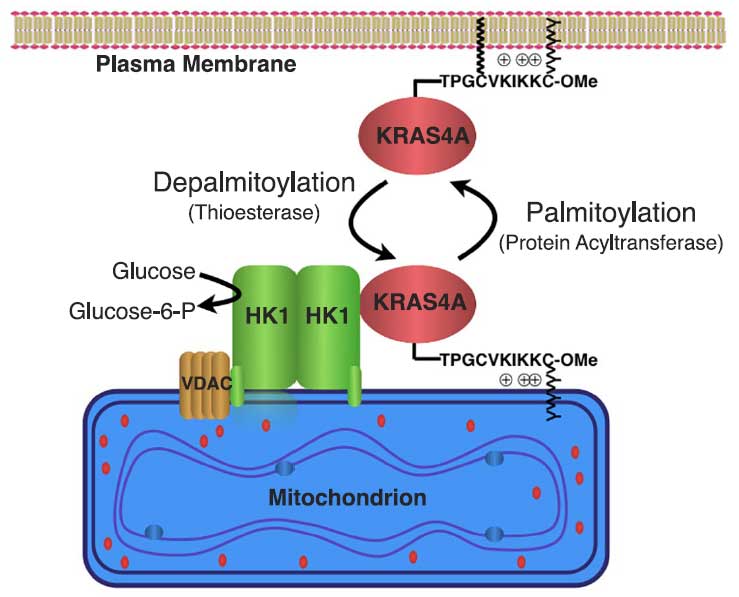 KRAS4A directly regulates hexokinase 1