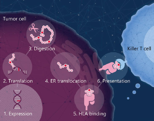 NEC’s holistic approach to identifying neoantigens.