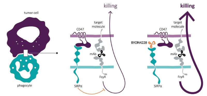 Byondis’ lead cancer immunotherapeutic, BYON4228, in action