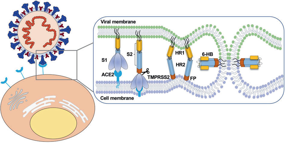 SARS-CoV-2のホスト細胞への侵入過程