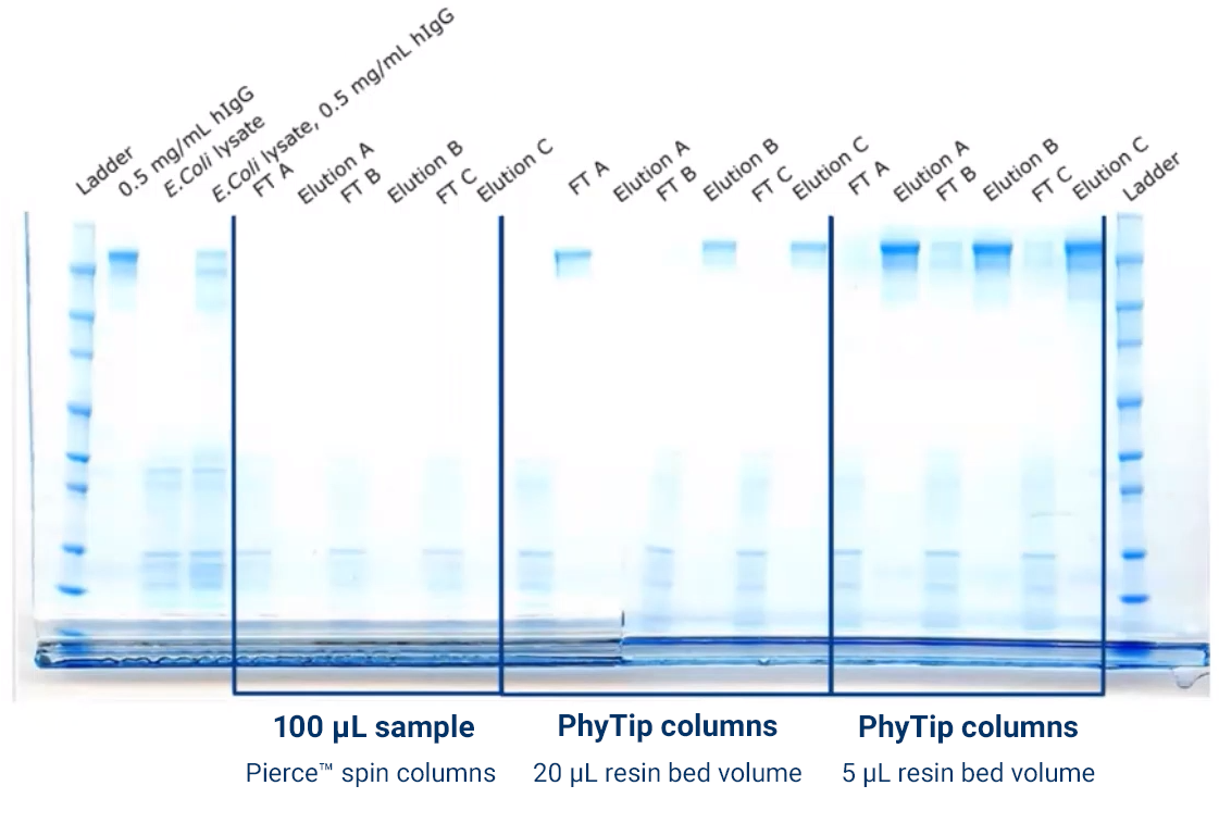 Purification of low concentration of IgG using spin columns and different resin volumes in PhyTip columns.