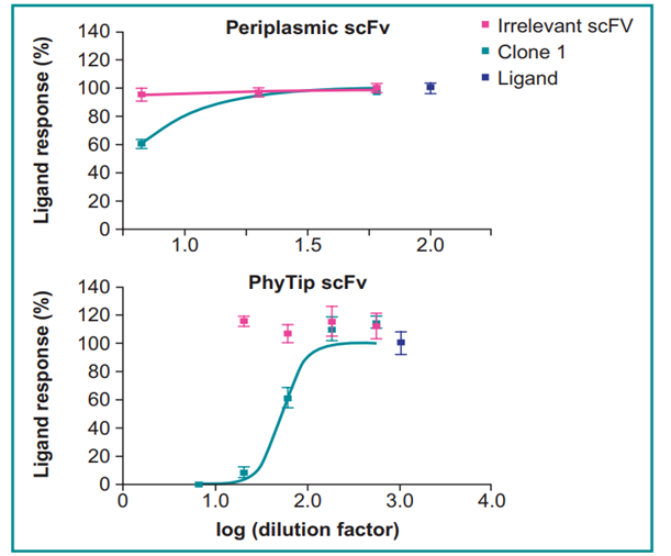 The PhyTips are able to capture and purify enough scFv from a 3 mL culture to give a full inhibition curve. The corresponding periplasmic extract only produces a part curve.