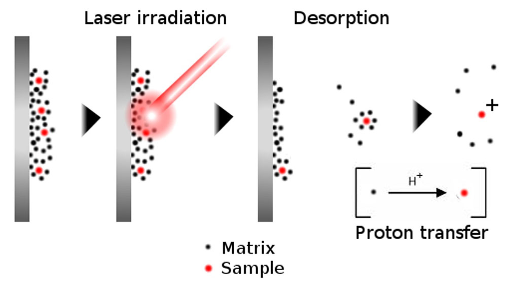MALDI-MS よるイオン化の原理